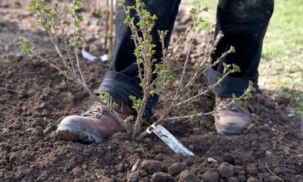 Осенняя посадка и уход за крыжовником: секреты пышного урожая