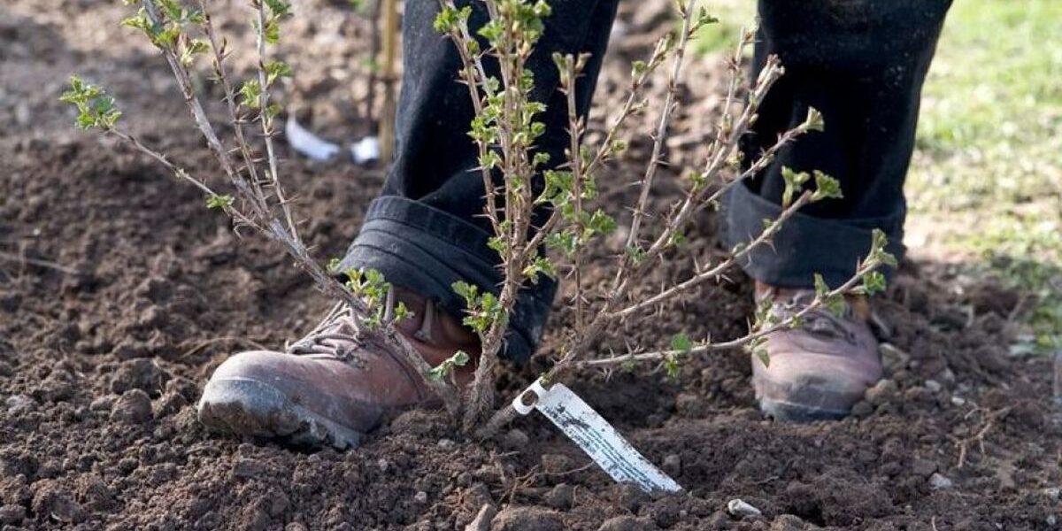 Осенняя посадка и уход за крыжовником: секреты пышного урожая