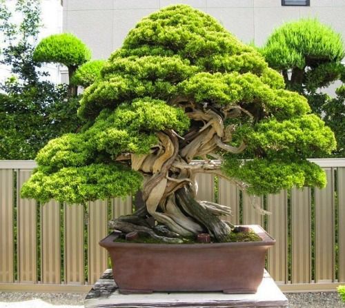 Магия мини-лесов: как создать свой уголок природы дома