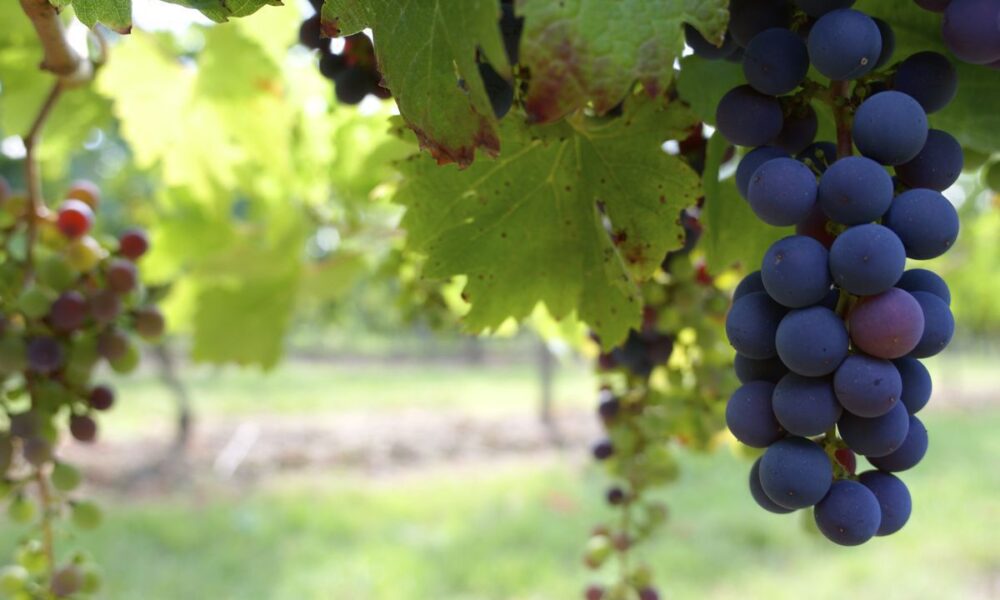 5 главных угроз для вашего урожая винограда: как спасти ягоды