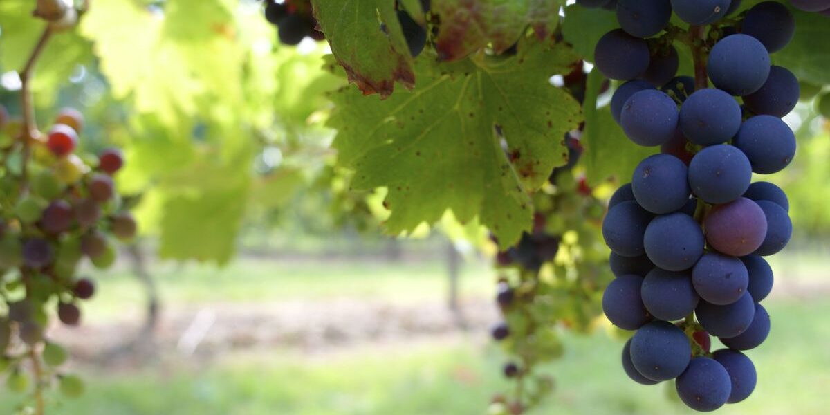 5 главных угроз для вашего урожая винограда: как спасти ягоды