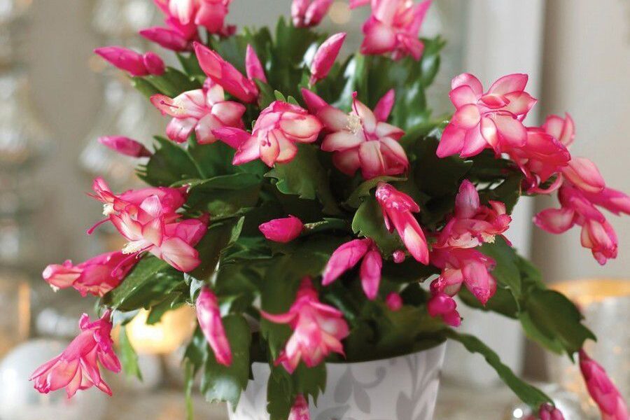 Секреты пышного цветения декабриста: как добиться красоты на долгие годы