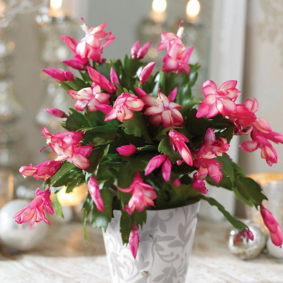 Секреты пышного цветения декабриста: как добиться красоты на долгие годы