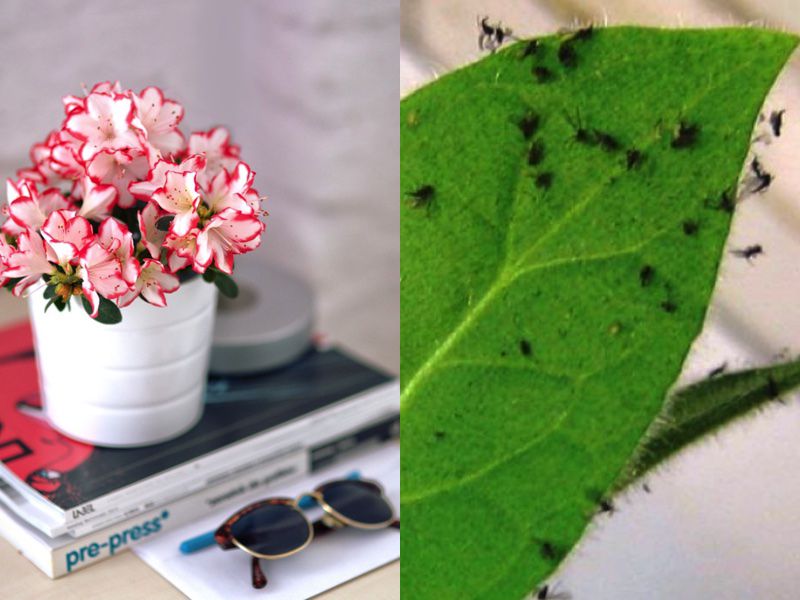 Как избавиться от мошек в цветочных горшках и удобрить растения: простой домашний секрет