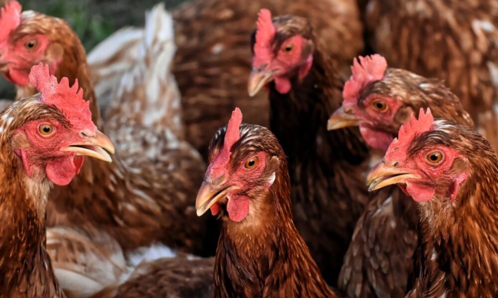 Секрет обильного яйценоскости кур зимой: неожиданная добавка в рацион