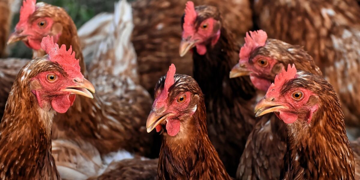 Секрет обильного яйценоскости кур зимой: неожиданная добавка в рацион