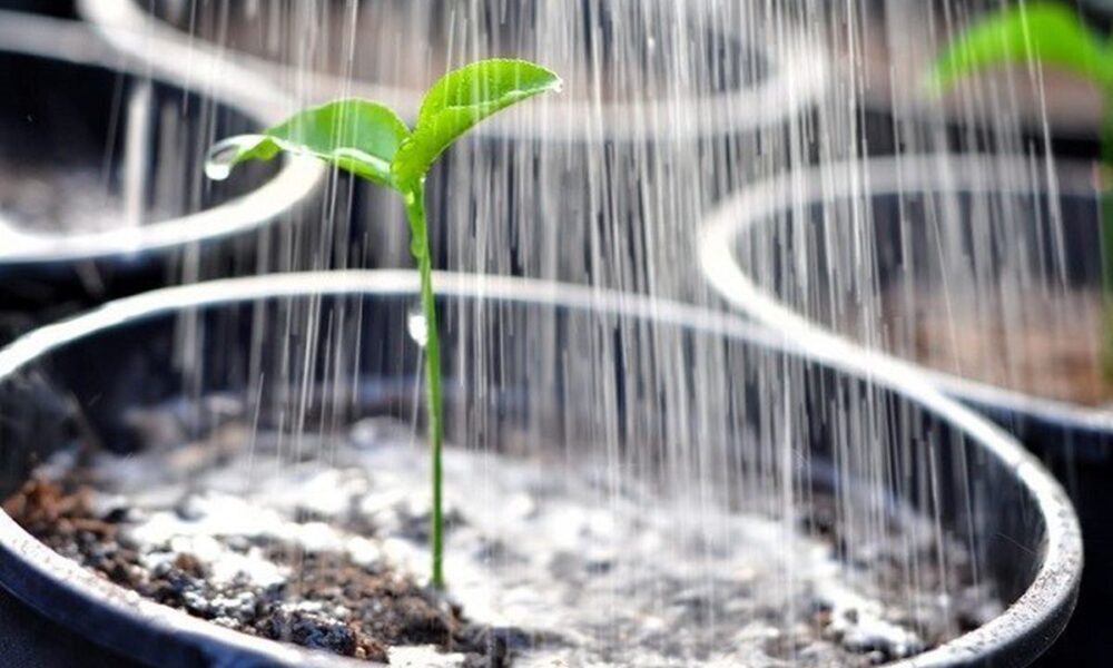 Секреты ухода за рассадой: почему молоко – ваш лучший помощник