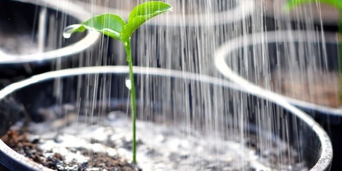 Секреты ухода за рассадой: почему молоко – ваш лучший помощник