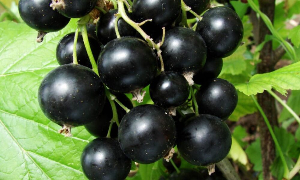 Весенний уход за смородиной: когда и чем подкормить для обильного урожая