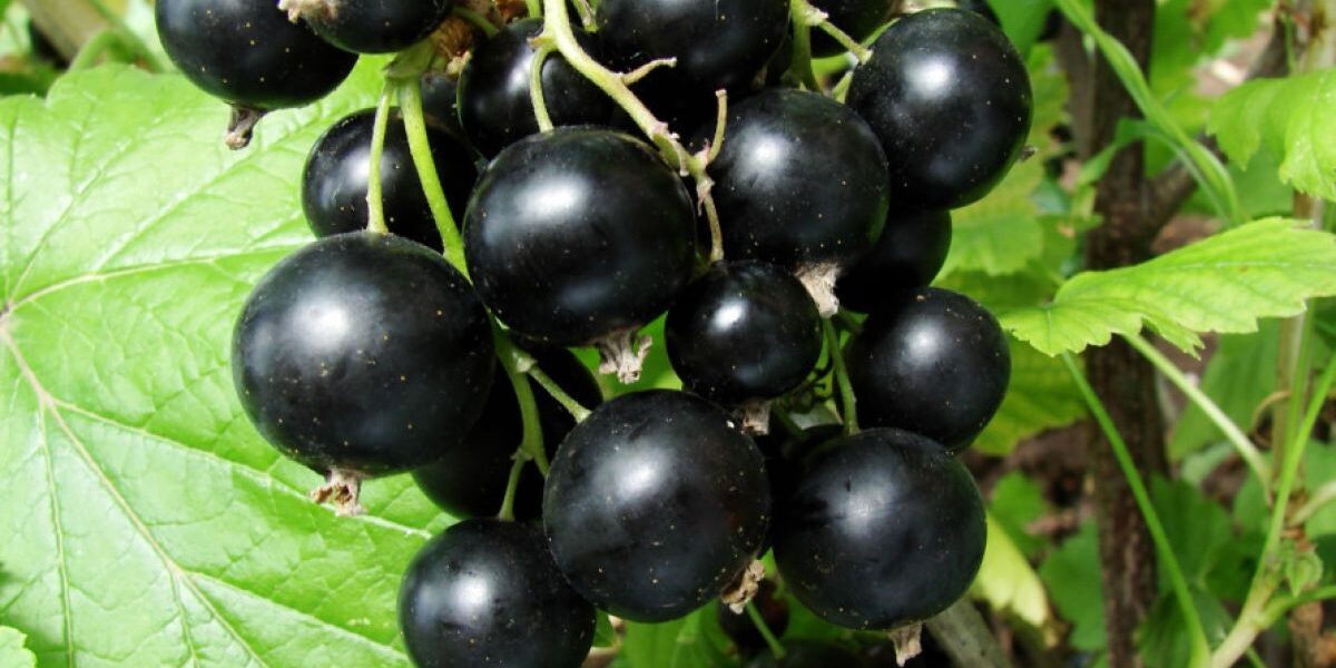 Весенний уход за смородиной: когда и чем подкормить для обильного урожая