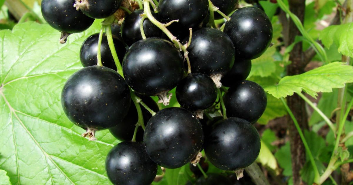 Весенний уход за смородиной: когда и чем подкормить для обильного урожая