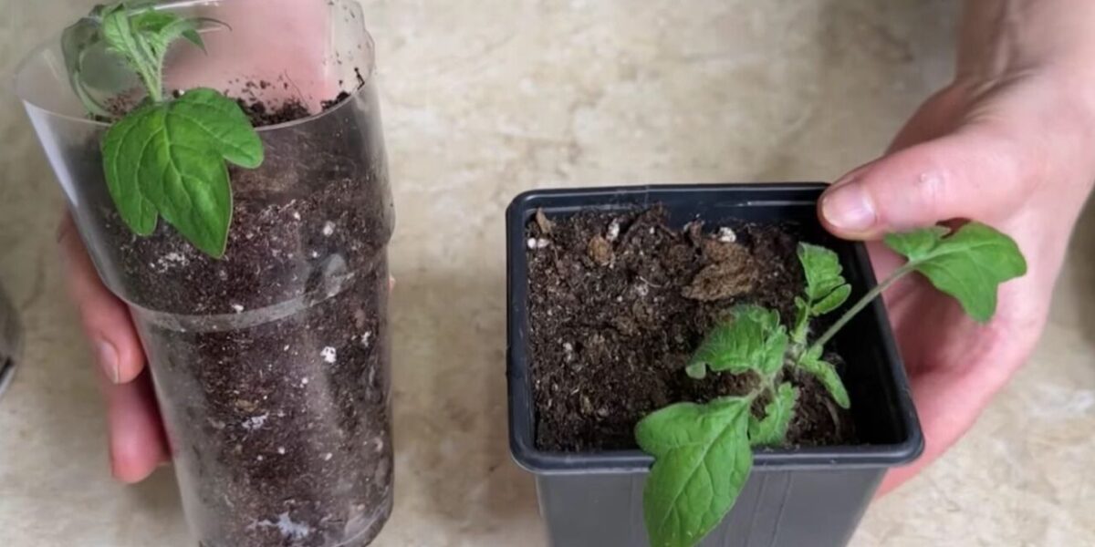 Пикировка томатов: секреты крепкой рассады для щедрого урожая