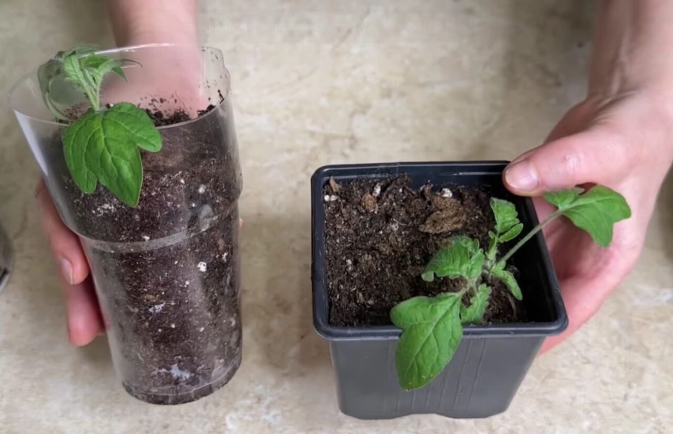 Пикировка томатов: секреты крепкой рассады для щедрого урожая