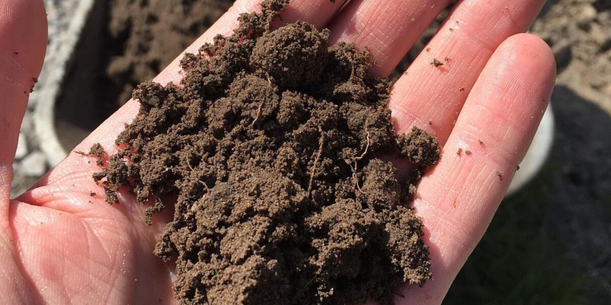 Улучшаем глинистую почву на даче: советы для хозяйки