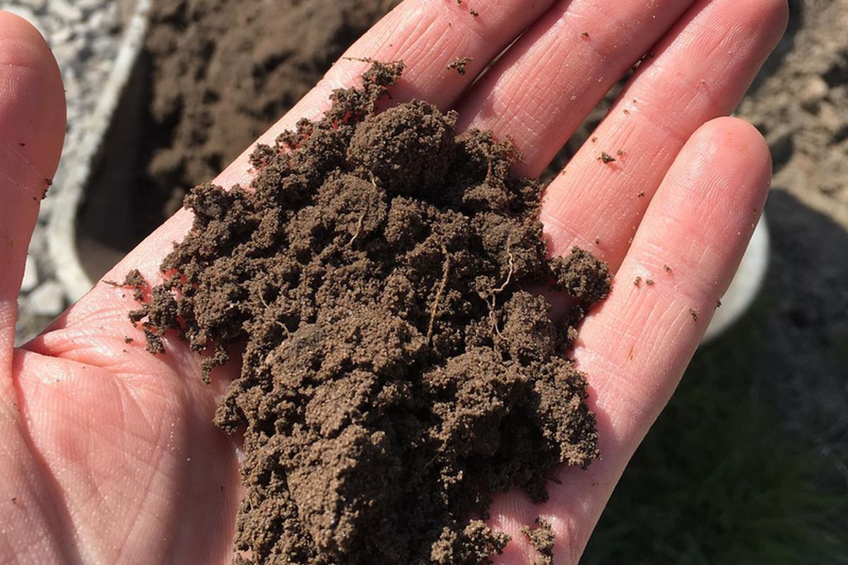 Улучшаем глинистую почву на даче: советы для хозяйки