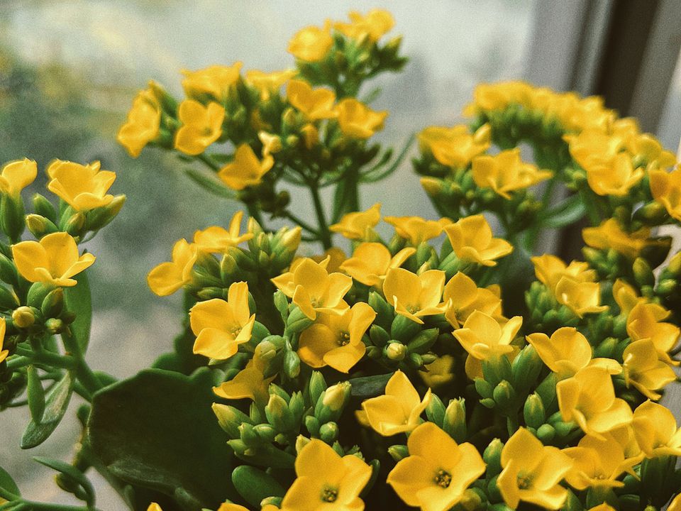 Секреты пышного цветения: подкормка домашних цветов кислым молоком