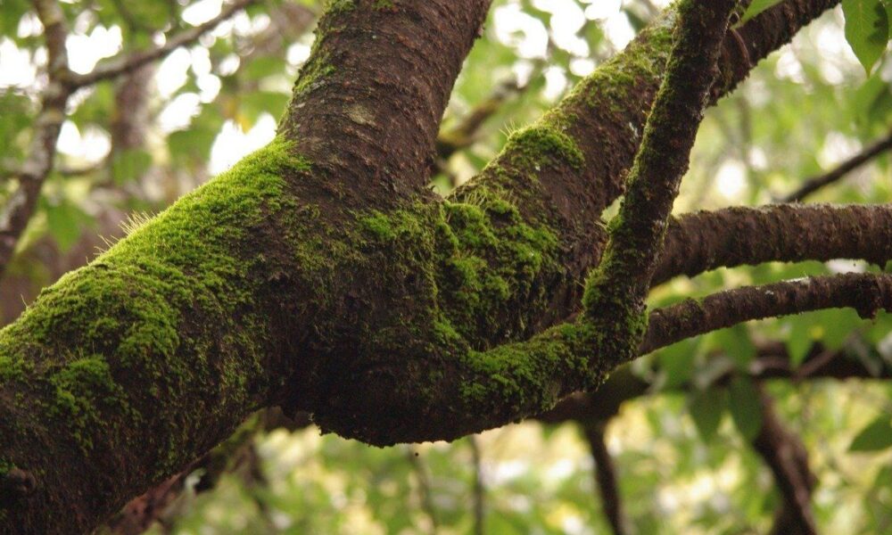 Как сделать сад красивым: избавляемся от мха на деревьях и создаем уют