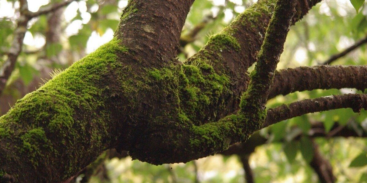 Как сделать сад красивым: избавляемся от мха на деревьях и создаем уют