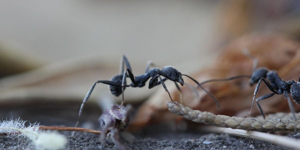 Муравьи на участке: как избавиться от вредителей в саду и огороде навсегда
