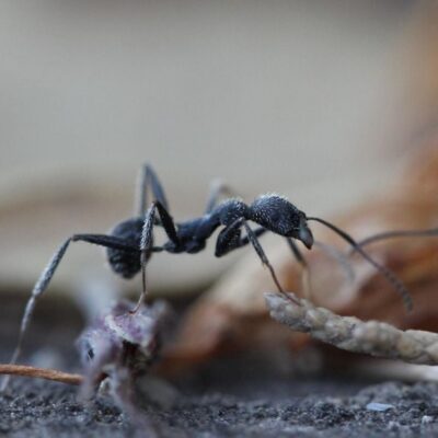 Муравьи на участке: как избавиться от вредителей в саду и огороде навсегда