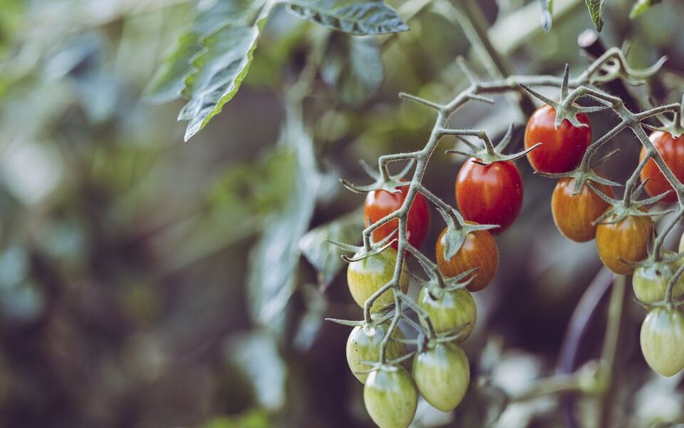 Сода для урожая: как увеличить количество томатов на даче