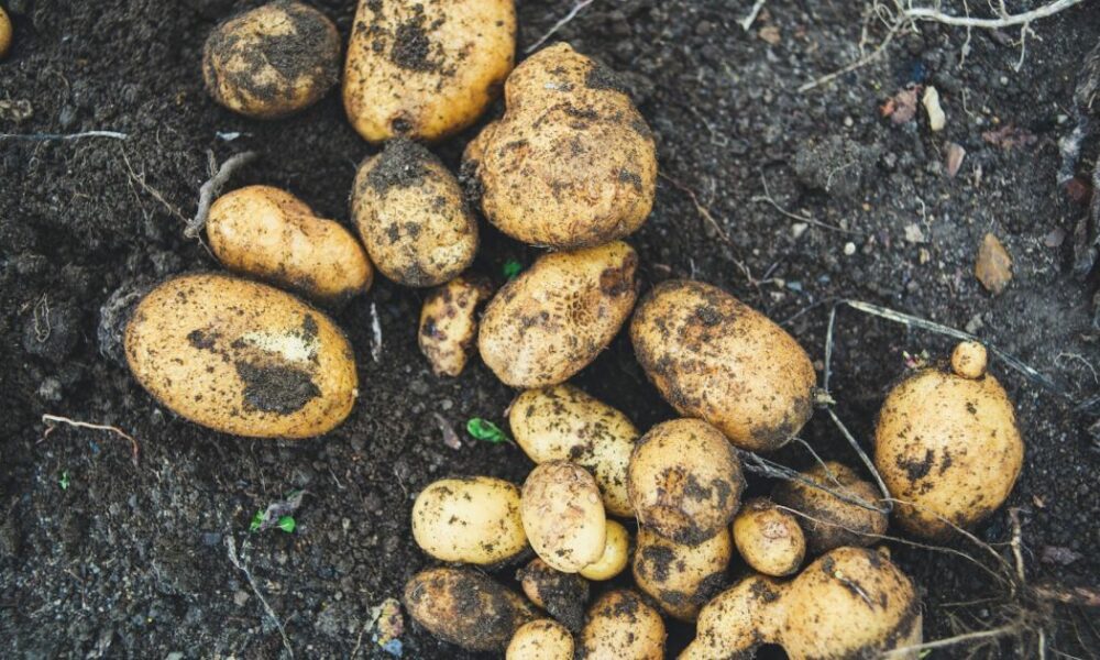 Ранний картофель: лучшие сорта и секреты выращивания для вашего урожая