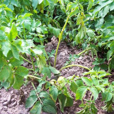 Картофельная ботва: секреты пышного урожая и уютного дома