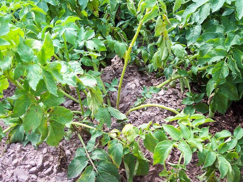 Картофельная ботва: секреты пышного урожая и уютного дома