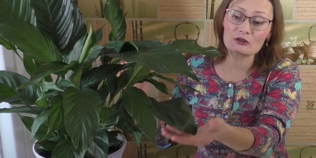 Дешевая подкормка для комнатных цветов: секреты пышного цветения