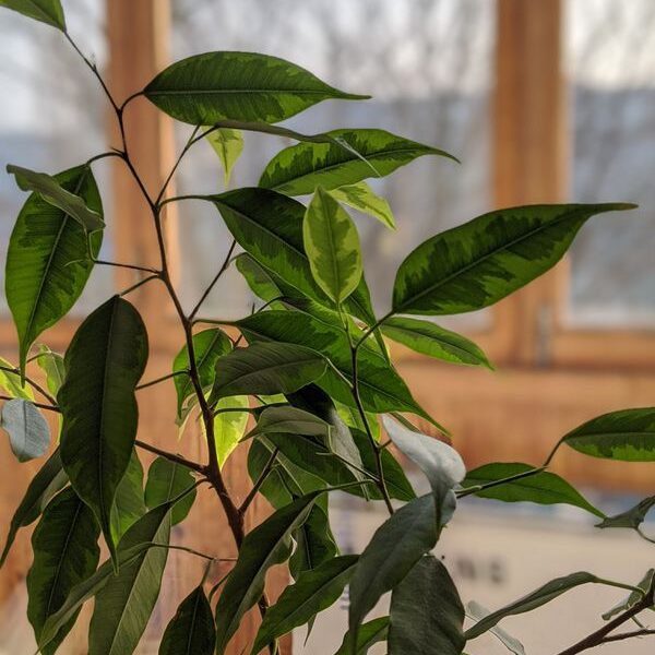 Как спасти фикус зимой: частые ошибки в уходе, которые приводят к потере листьев