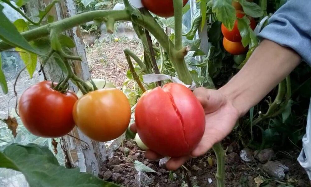 Почему трескаются крупные помидоры: секреты опытных дачников