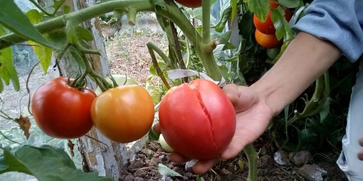 Почему трескаются крупные помидоры: секреты опытных дачников