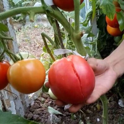 Почему трескаются крупные помидоры: секреты опытных дачников