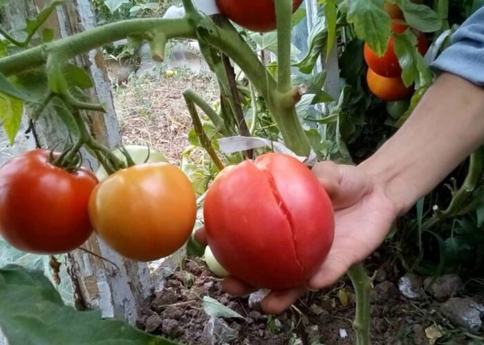 Почему трескаются крупные помидоры: секреты опытных дачников