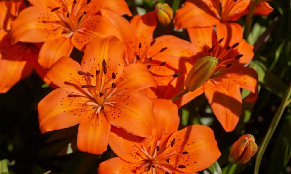 Секреты пышного цветения лилий: подкормка для вашего сада