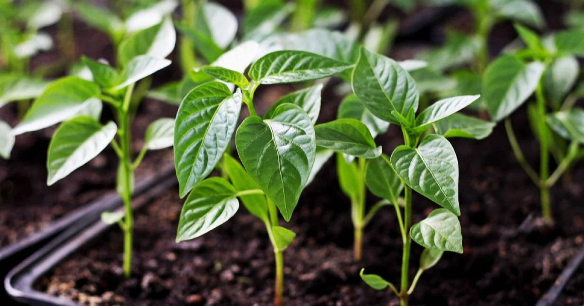 Удобрение рассады перца для богатого урожая: секреты опытных садоводов