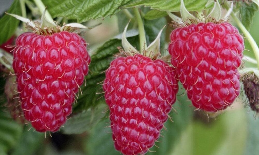 Выбираем лучшие ремонтантные сорта малины для вашего сада