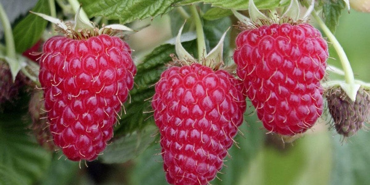 Выбираем лучшие ремонтантные сорта малины для вашего сада