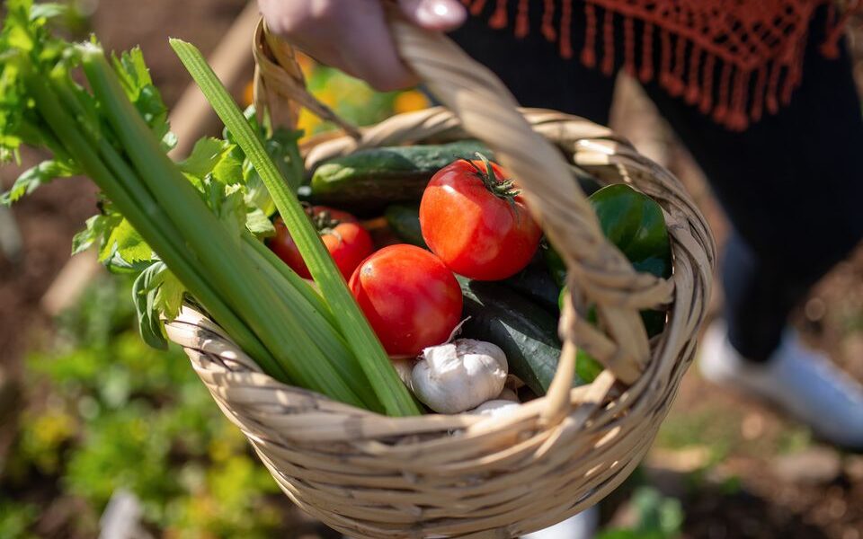 Когда выкапывать озимый чеснок: советы для опытных и начинающих хозяек