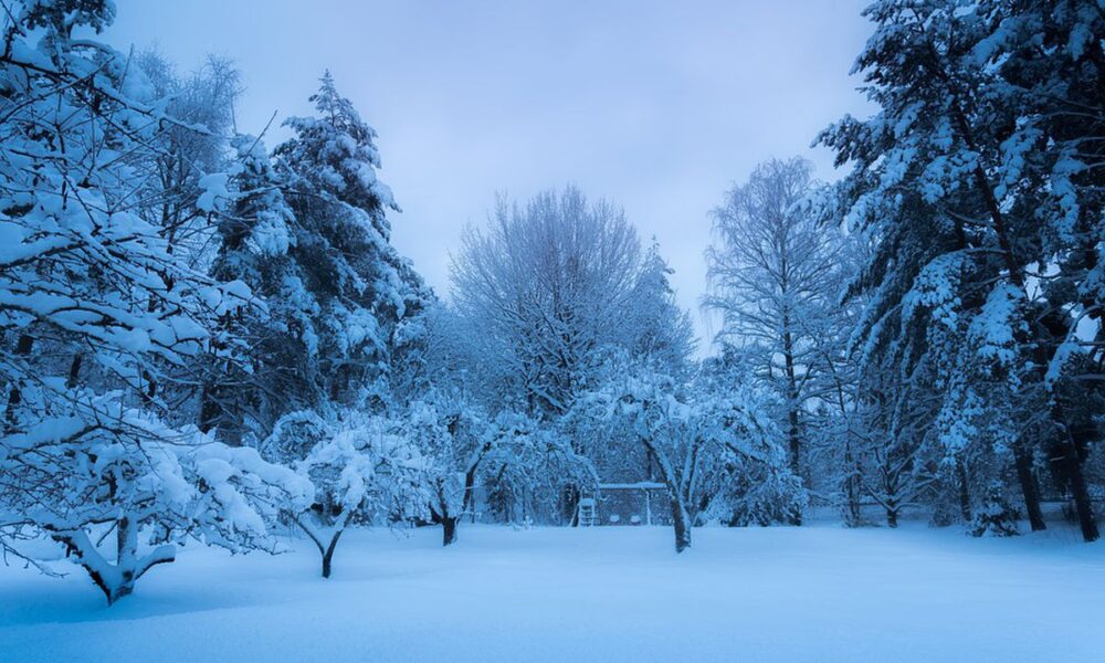 Готовим сад к зиме: как уберечь молодые саженцы