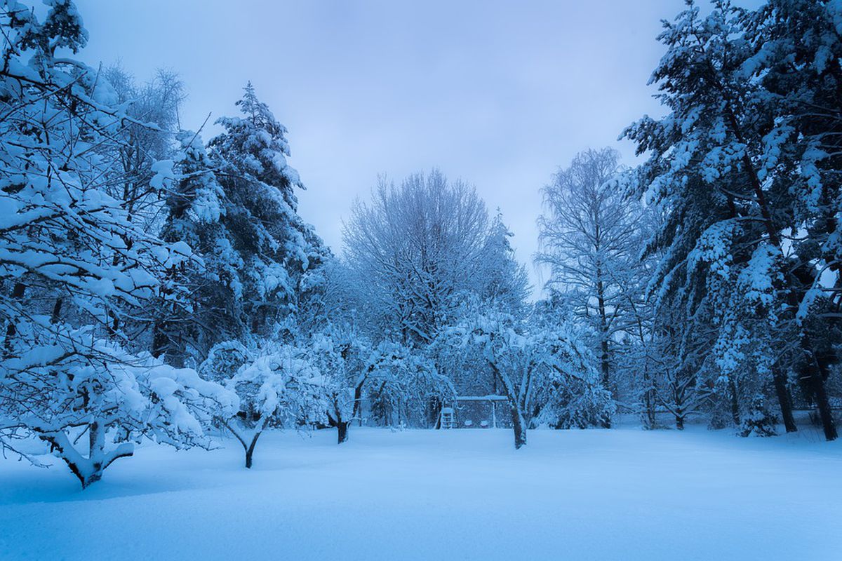 Готовим сад к зиме: как уберечь молодые саженцы