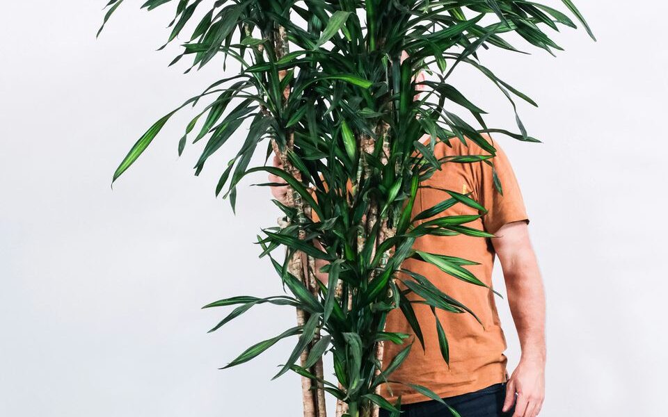 Как правильно пересадить драцену: советы для вашего домашнего сада