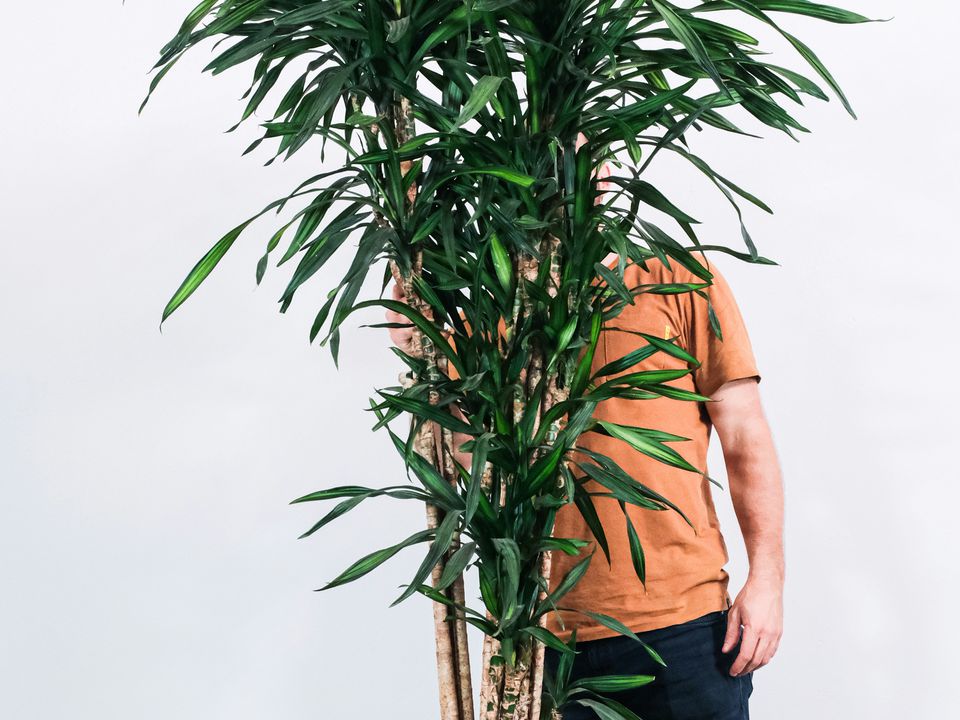 Как правильно пересадить драцену: советы для вашего домашнего сада