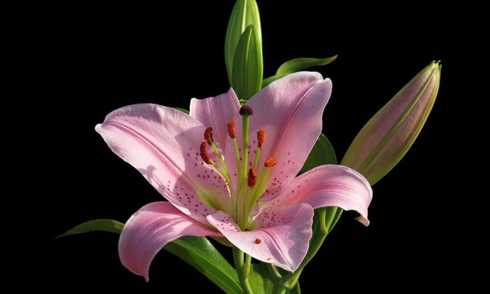 Комнатная лилия: как ухаживать и вырастить красоту дома