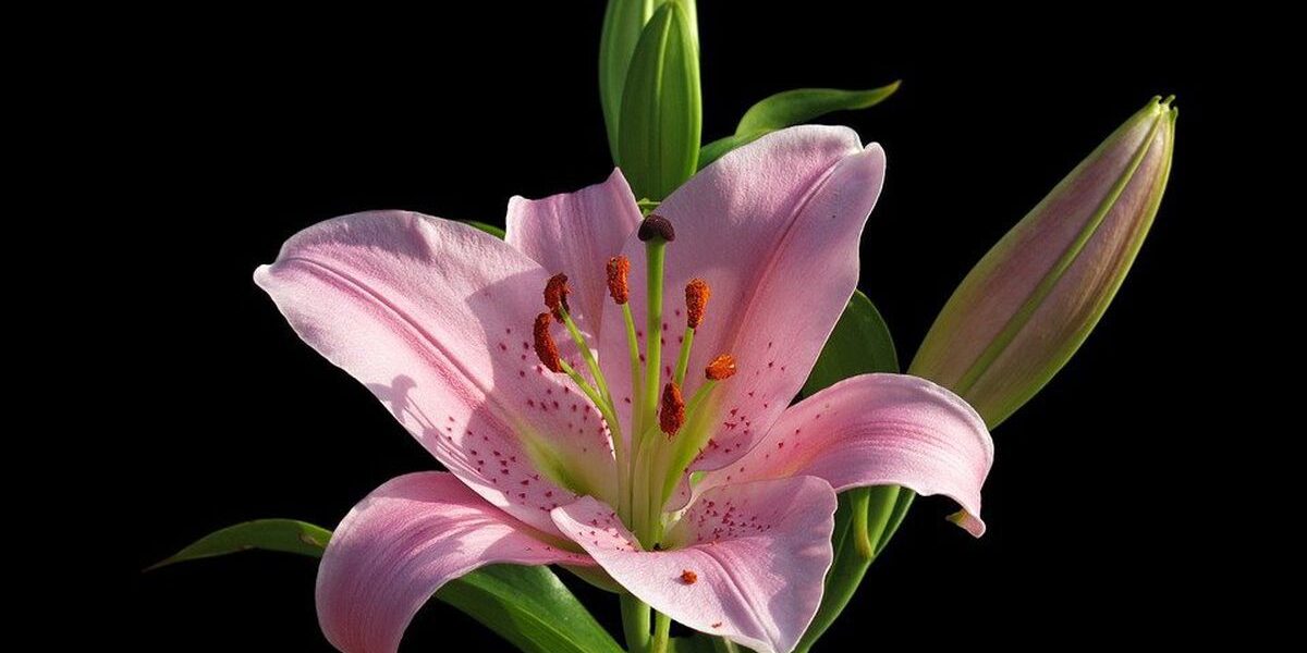 Комнатная лилия: как ухаживать и вырастить красоту дома