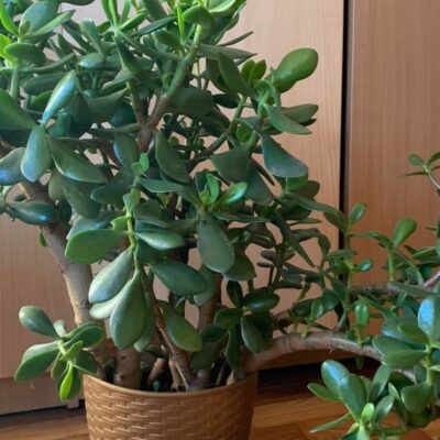 Как пересадить денежное дерево: полное руководство для дома