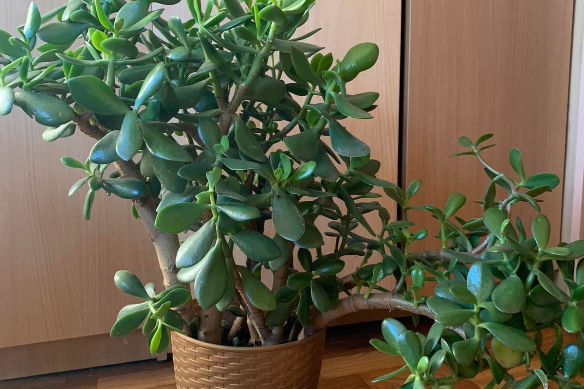 Как пересадить денежное дерево: полное руководство для дома