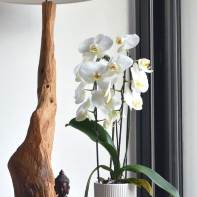Секреты пышного цветения орхидеи: домашние подкормки для корней и бутонов