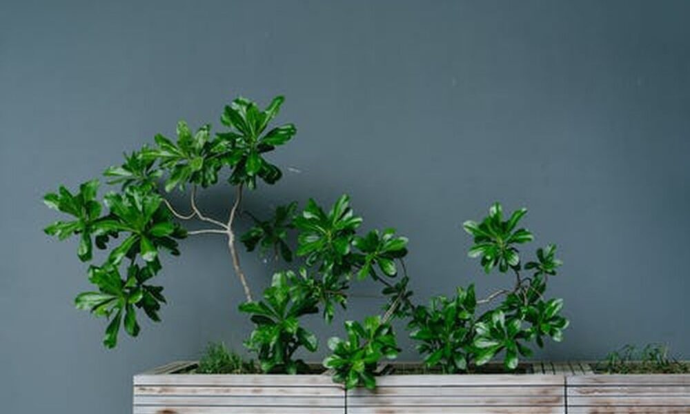 Признаки нехватки света у комнатных растений: как спасти зелёных друзей