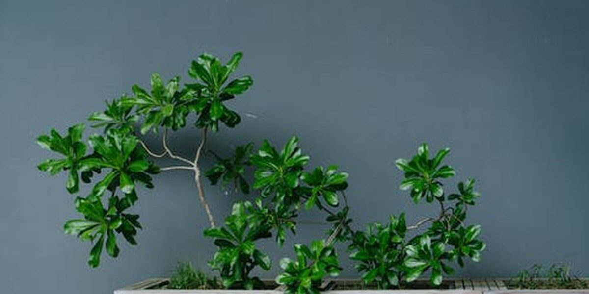 Как понять, что комнатным растениям не хватает света: признаки и решения